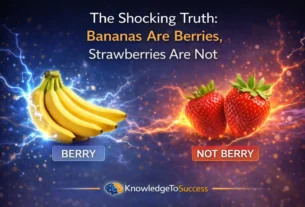 bananas versus strawberries the berry debate
